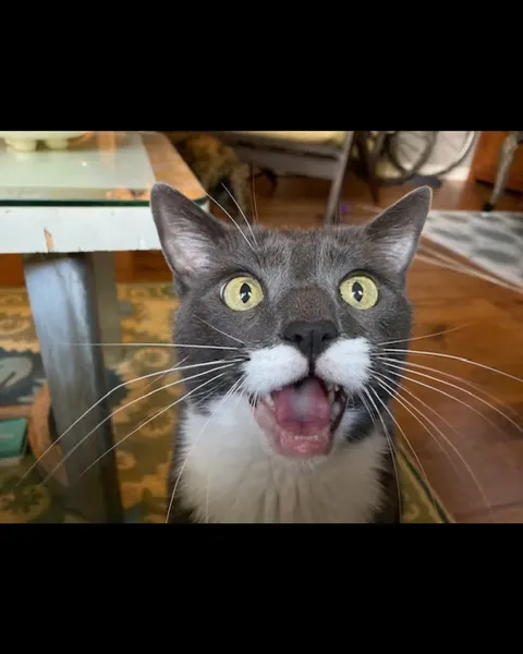 고양이