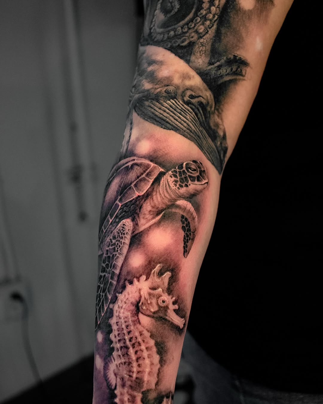 Animal, 문어