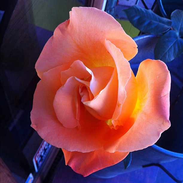 Flower, Rose, Nature