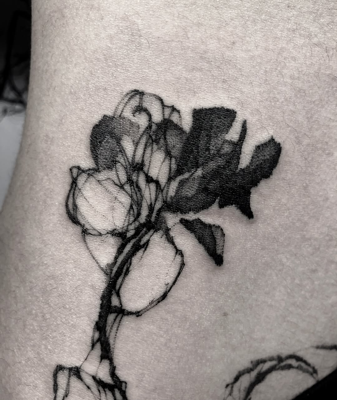 Flower, Rose
