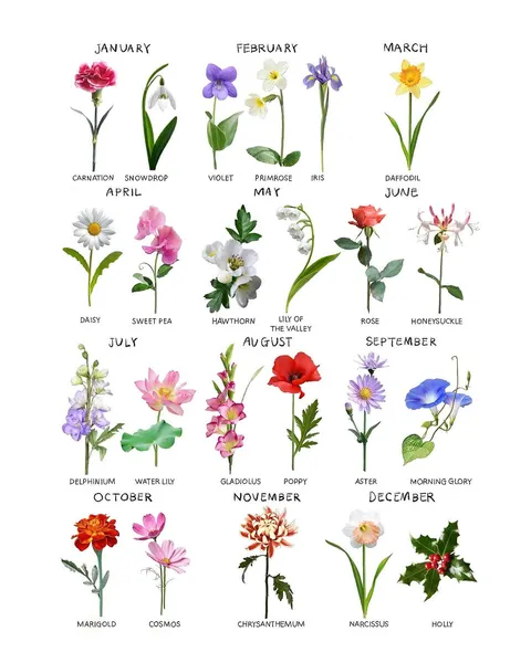 Flower, Rose, 벚꽃, 매화