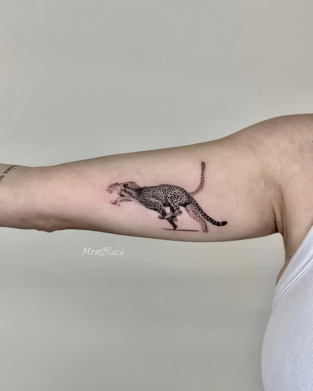 Animal, Tiger