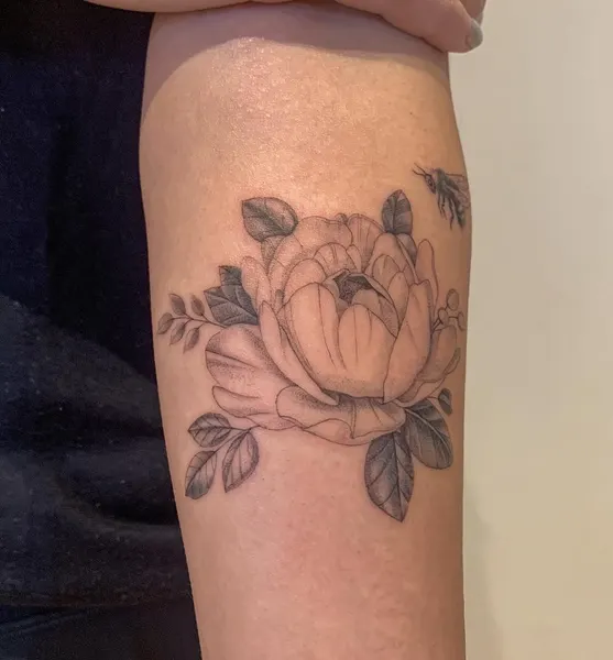 Rose, Nature, Flower