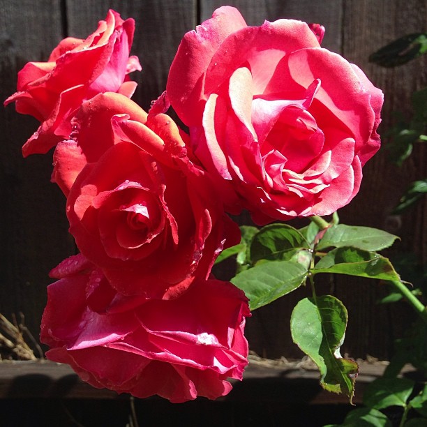 Flower, Rose, Nature