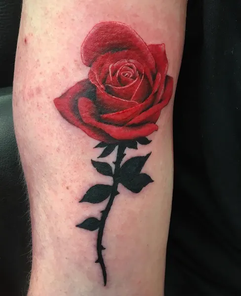 Flower, Rose