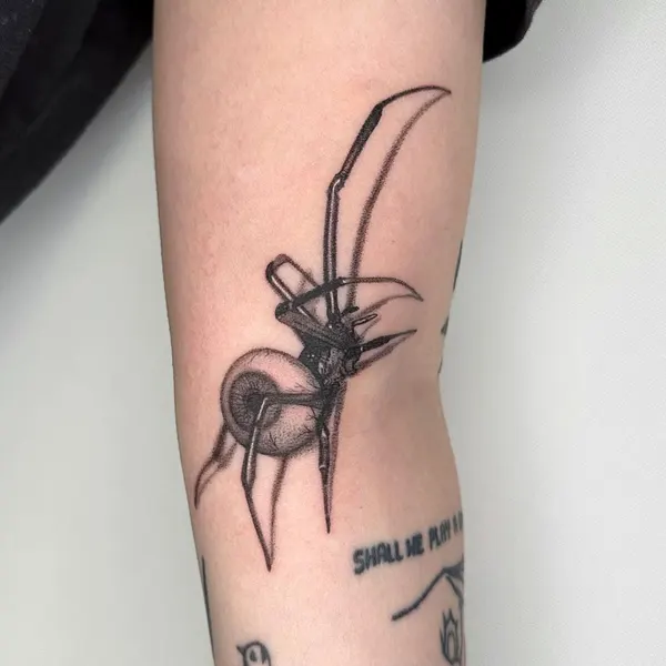 Animal, 거미
