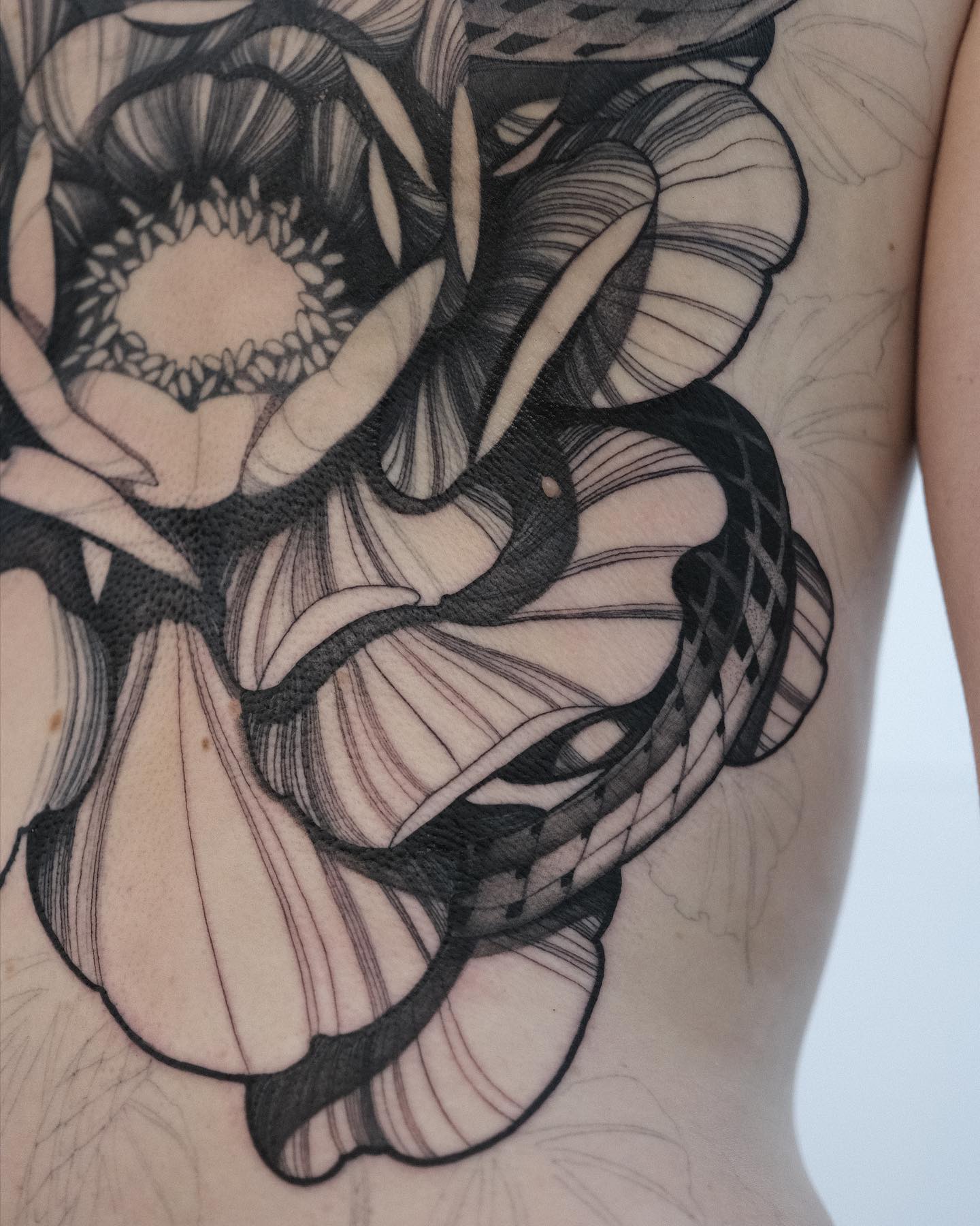 Flower, Rose, Nature, Dragon