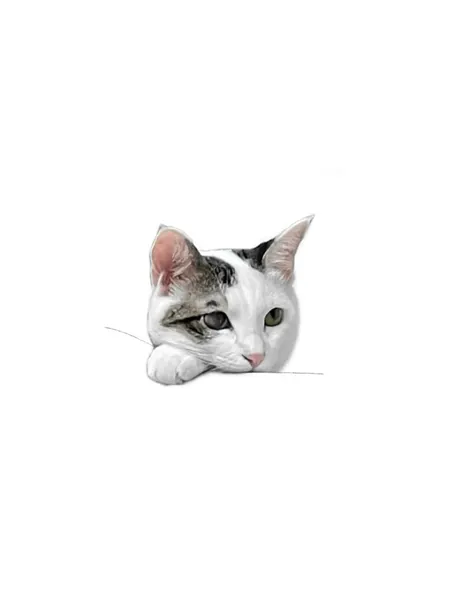 여우 가면, 고양이