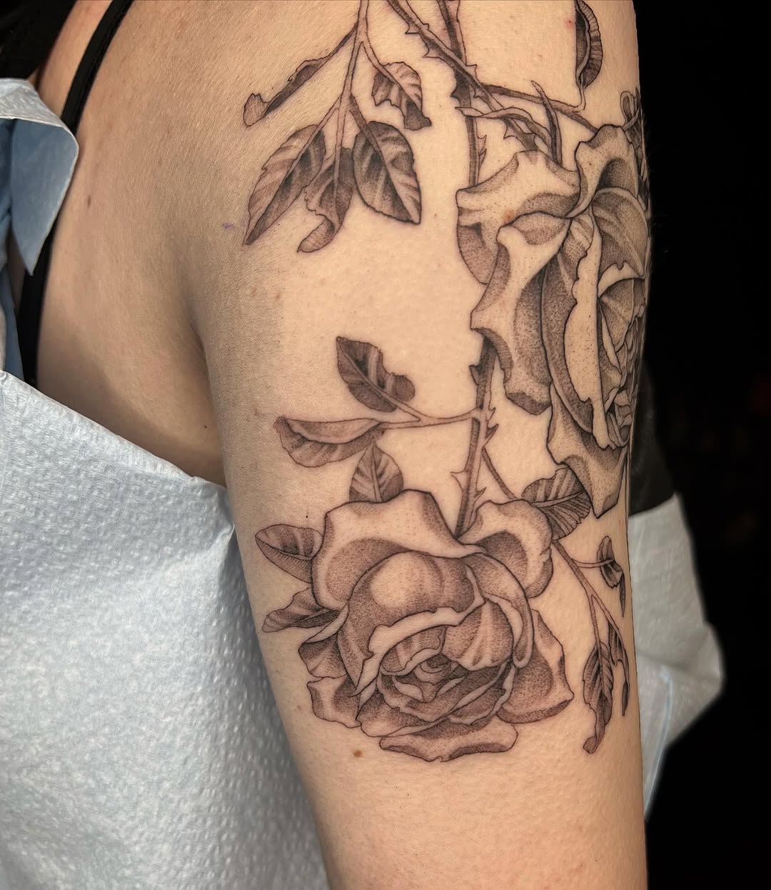 Nature, Flower, Rose