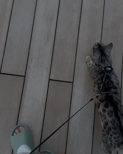 Animal