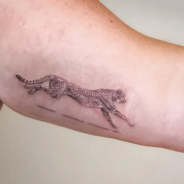 Animal, Tiger