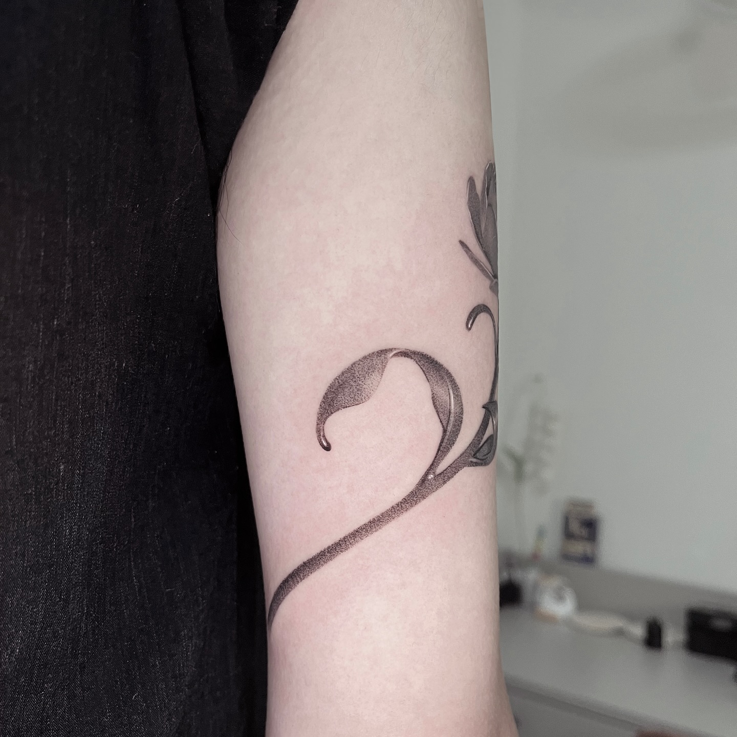 Flower, Rose, Nature