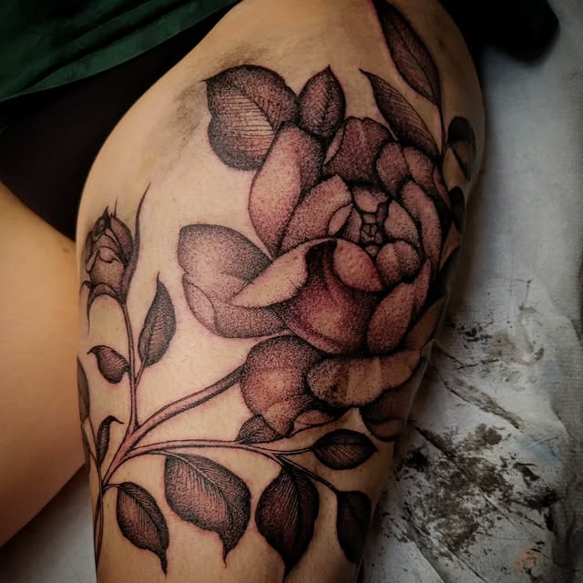 Flower, Rose, Nature