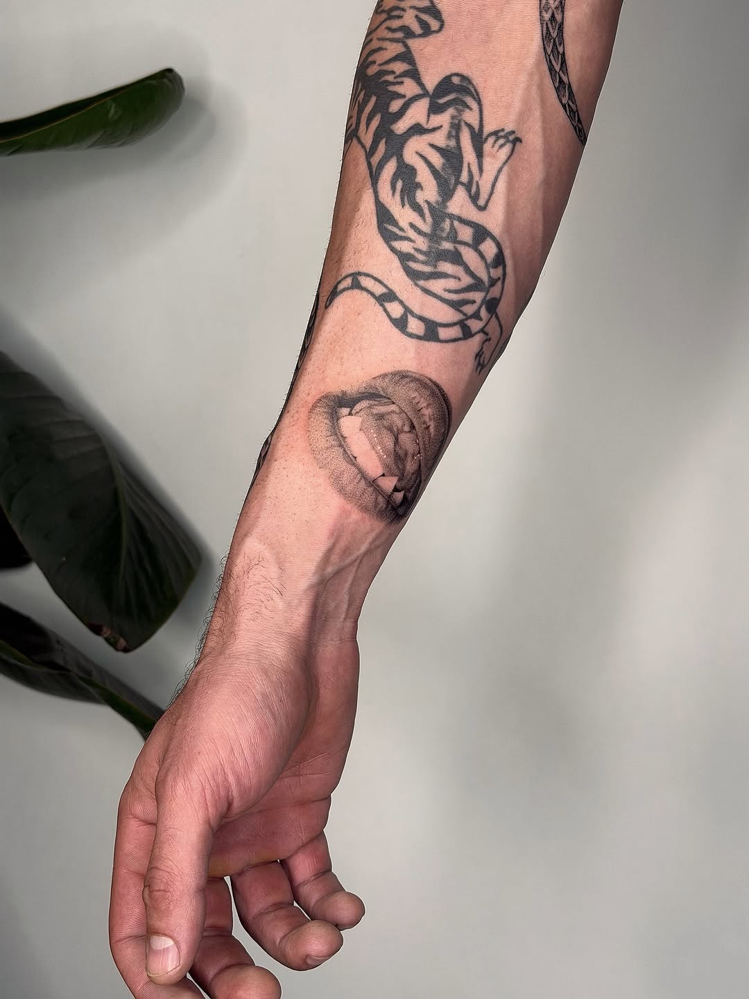 plantsnpokes