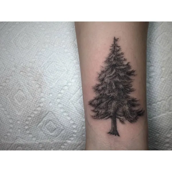 Nature, 소나무