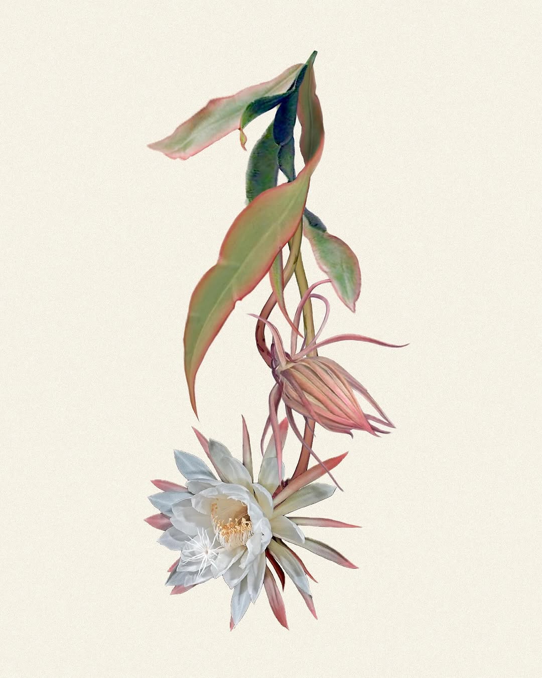 Flower, Nature