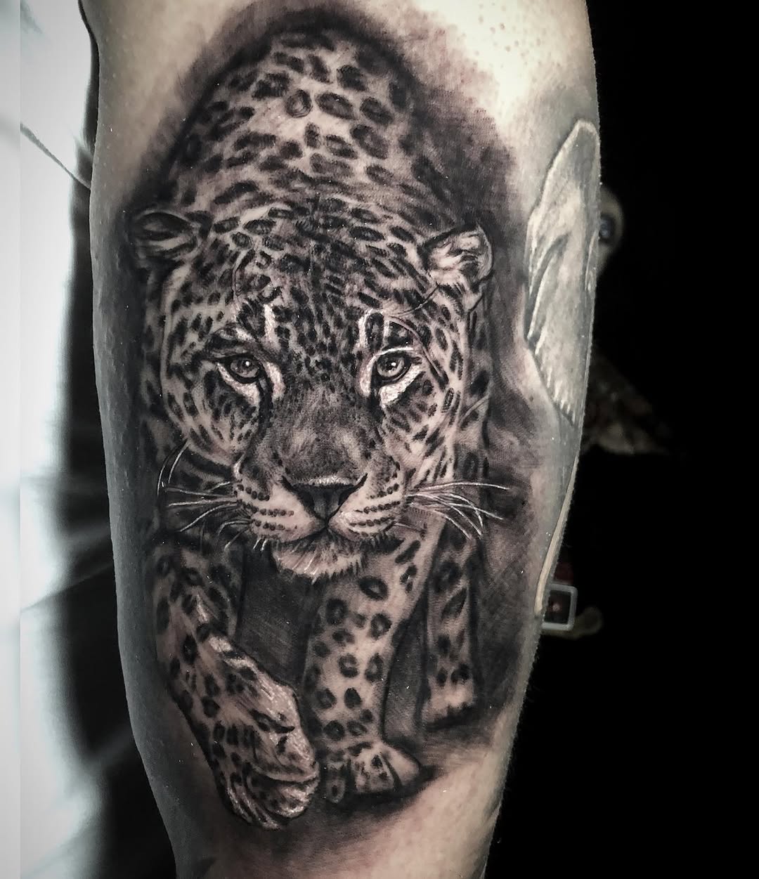 Animal