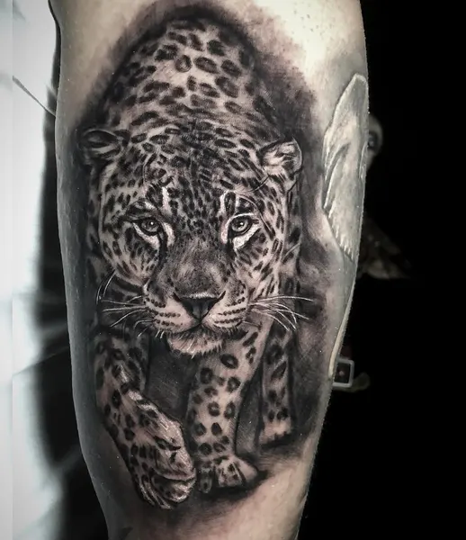 Animal