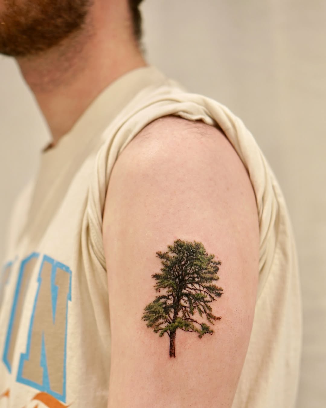 Nature, 나무, 소나무, 숲