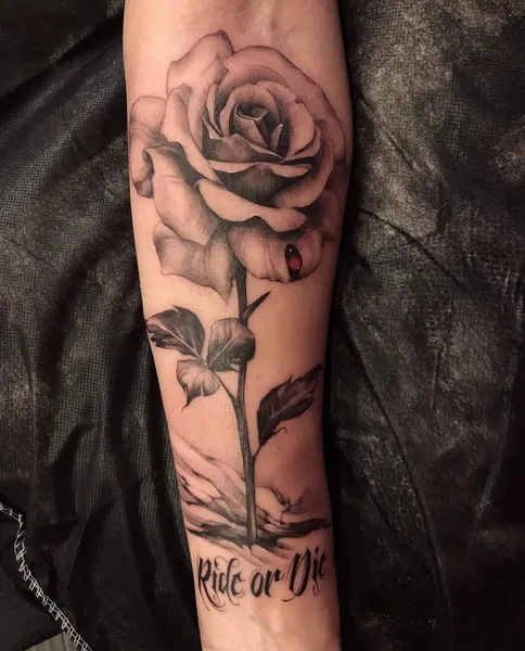 Flower, Rose