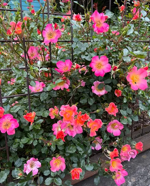 Flower, Nature, Rose