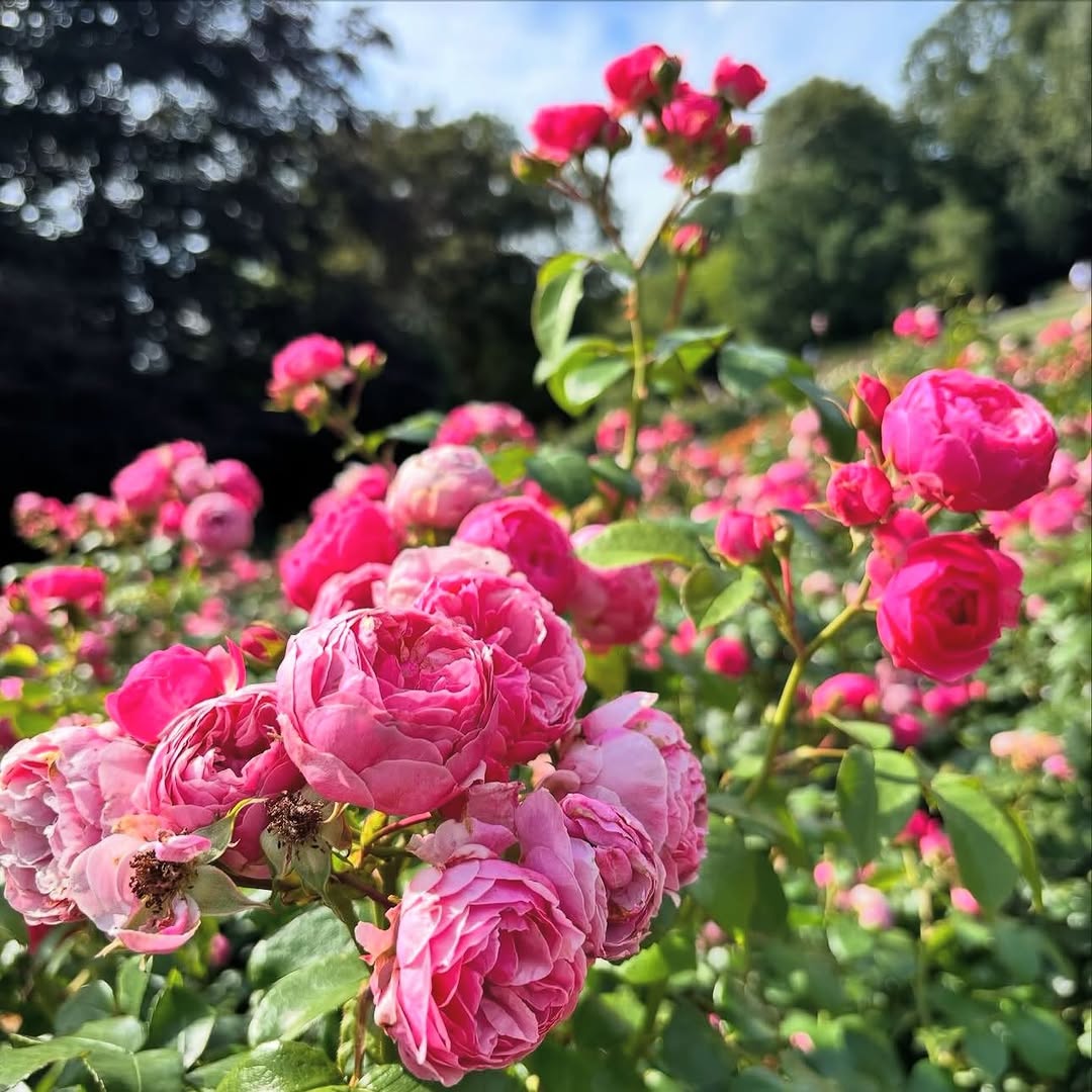 Flower, Rose, Nature