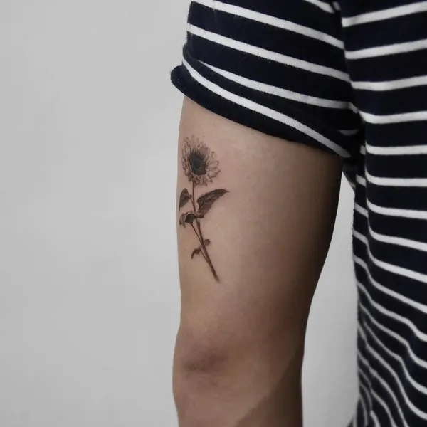 Flower, 국화, 민들레, 해바라기, 데이지