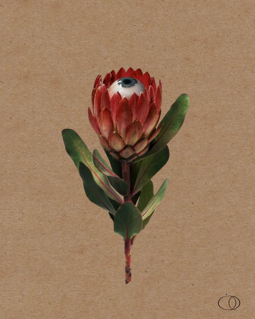 Flower, Rose, 튤립, 꽃다발, 모란