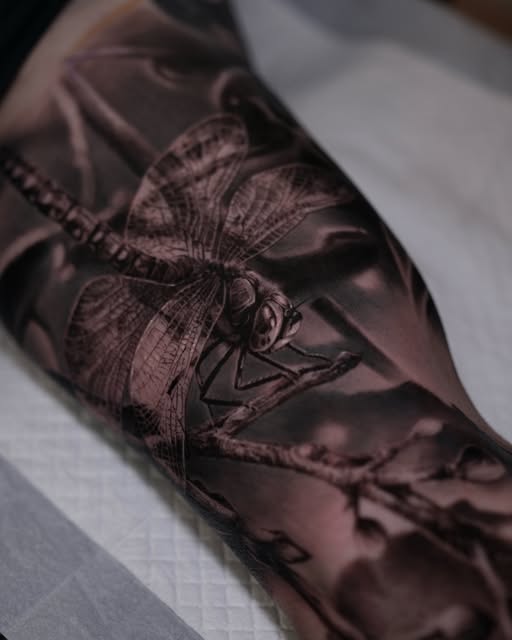 Animal, Nature, 잠자리, 매미