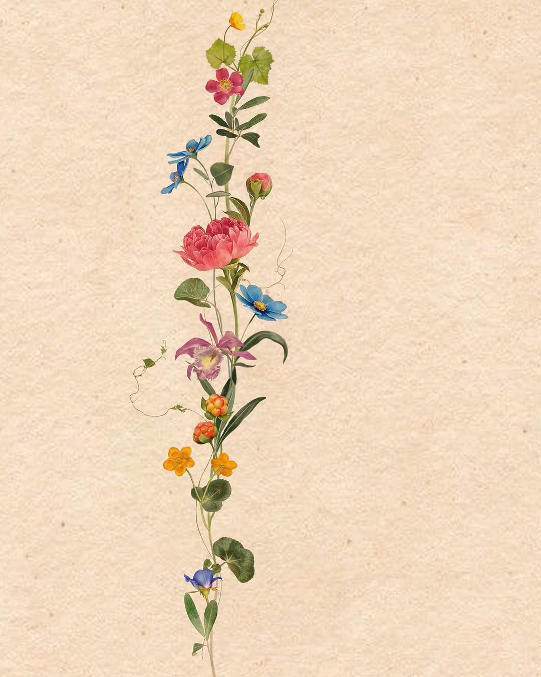 Flower, Rose