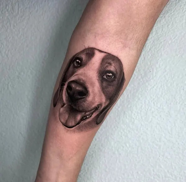 Animal