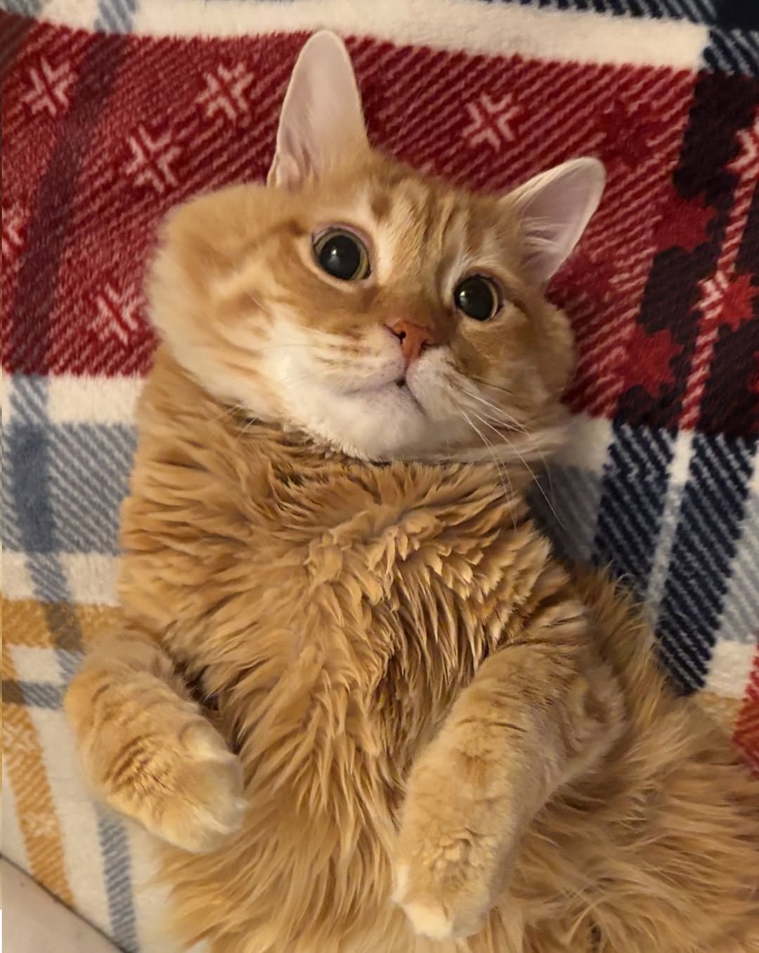 고양이