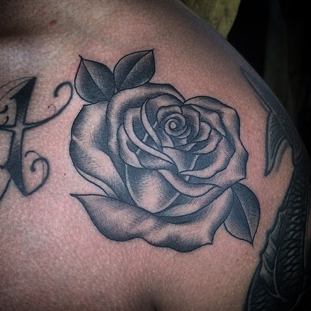 Flower, Rose, Nature