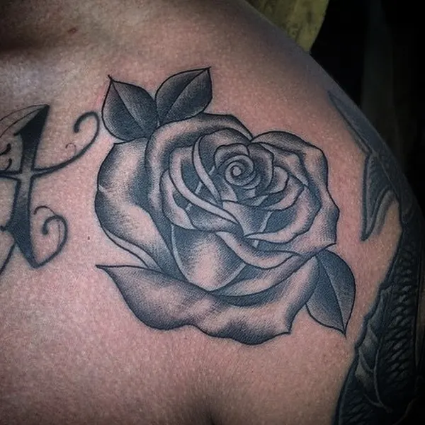 Flower, Rose, Nature