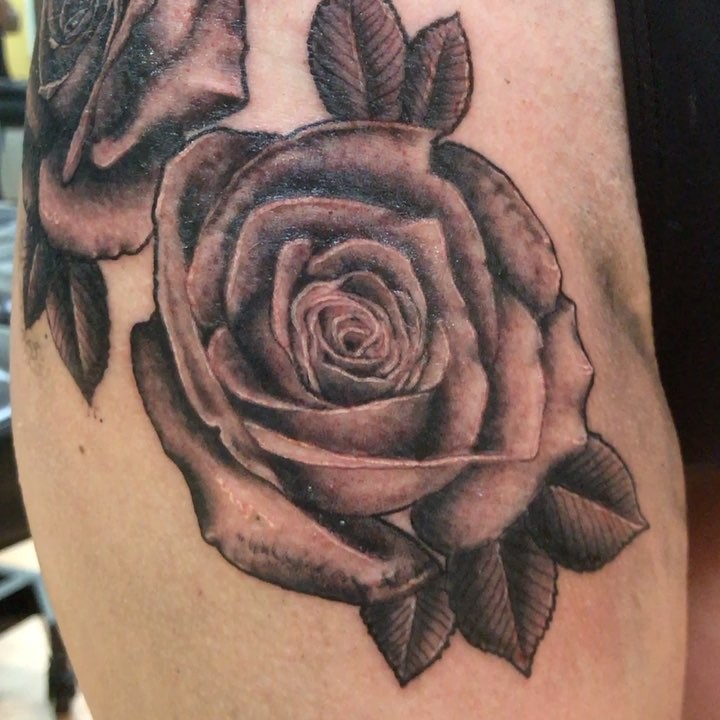 Flower, Rose, Nature