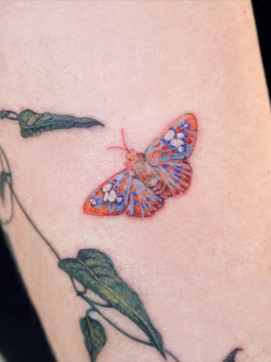 Flower, Animal, Rose, Nature