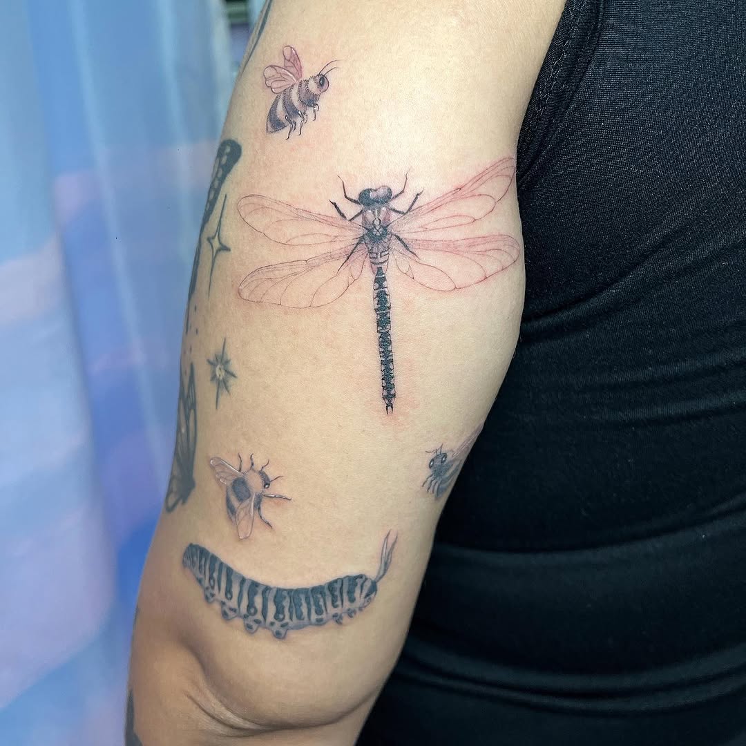 Nature, 잠자리, 매미, Animal