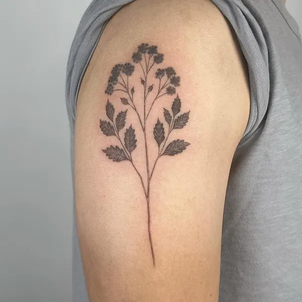 Flower, Rose, 뿌리, 수국, 잎, 풀, 덩굴, 허브, 고사리, 단풍잎, 대나무, 은행잎, 나뭇가지, 올리브 가지, Nature
