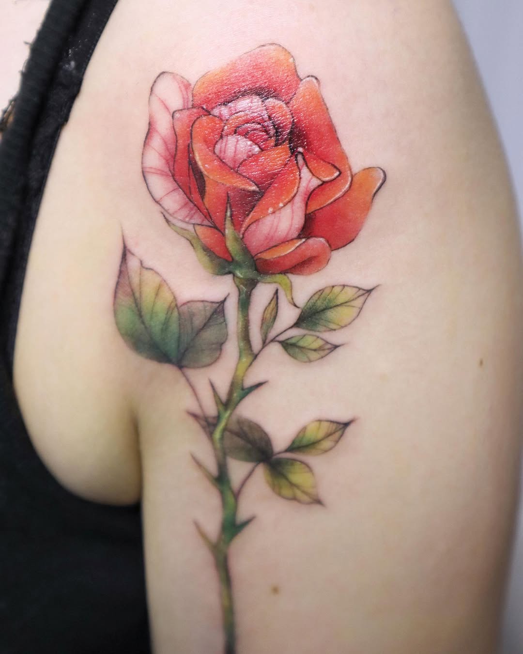 Flower, Rose, Nature