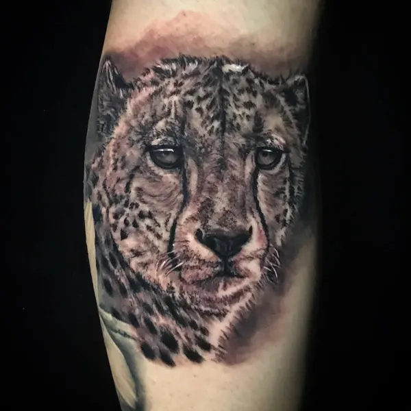 Animal, 표범