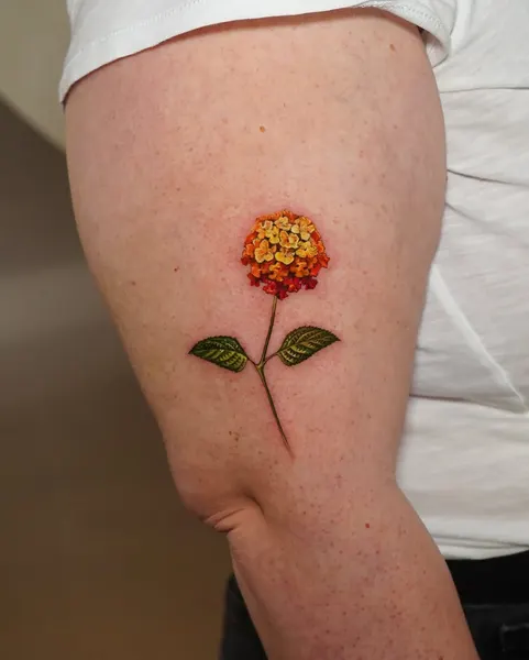 Flower, Rose, 양귀비