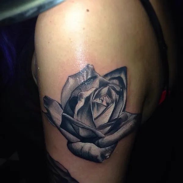 Flower, Rose, Nature