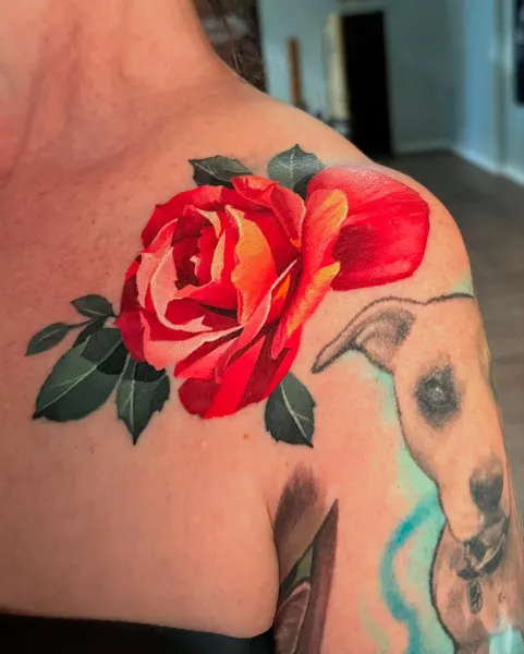 Flower, Rose, Nature
