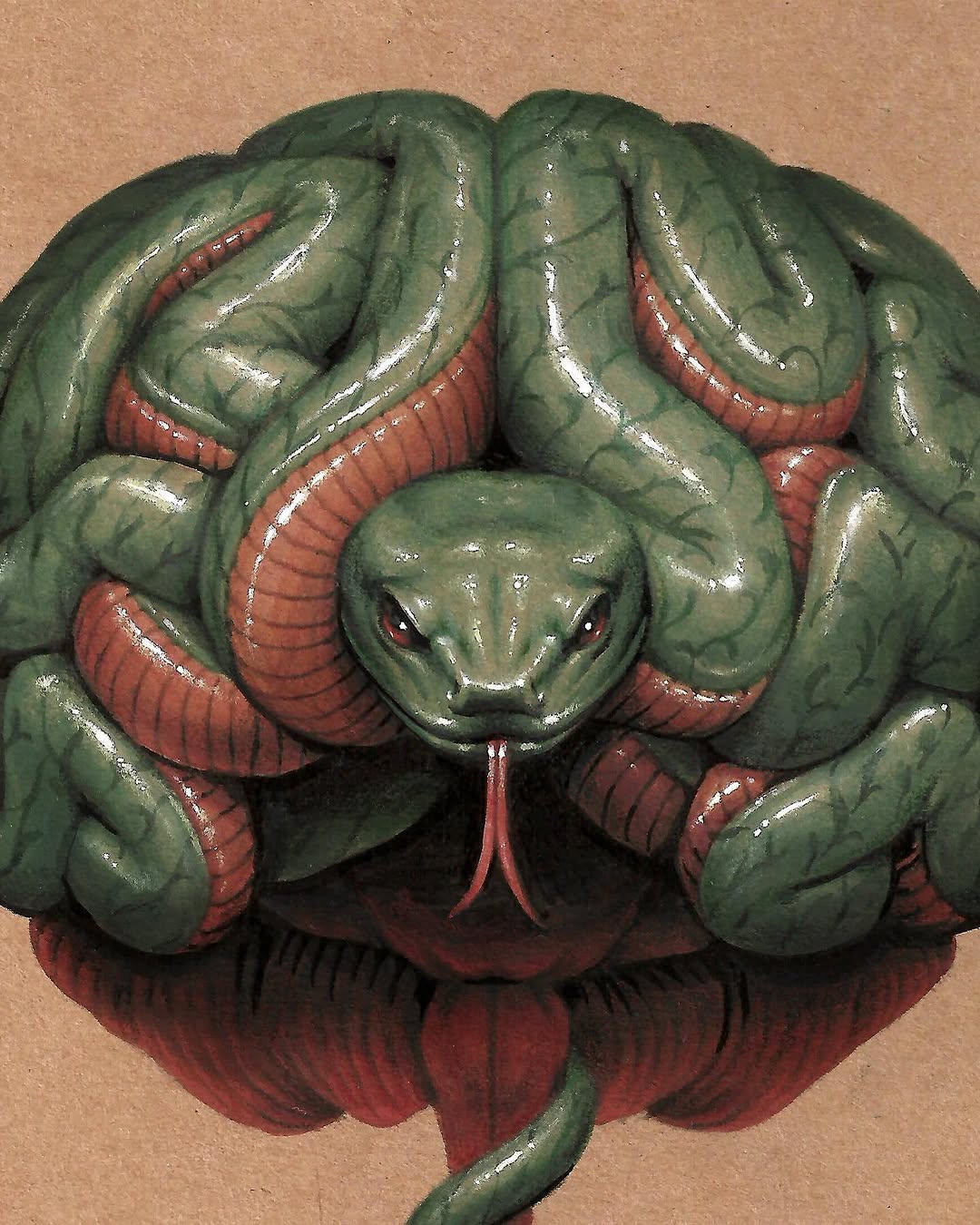 Snake, Animal