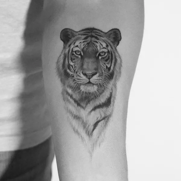 Tiger, 치타, 중국 호랑이, 한국 호랑이, 표범