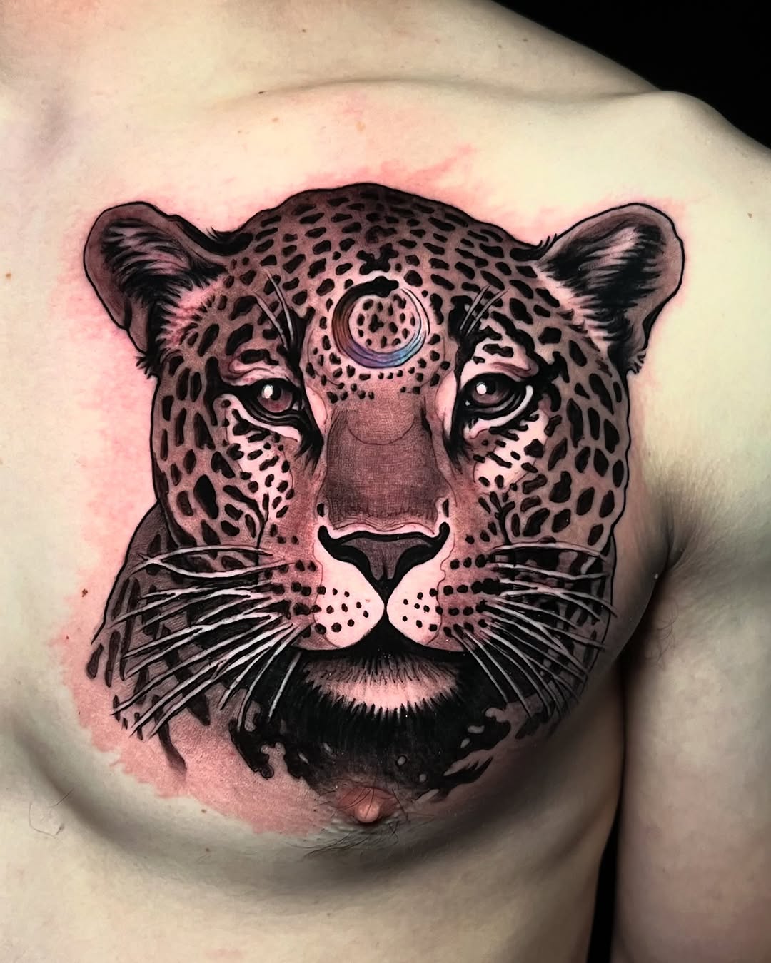 Animal
