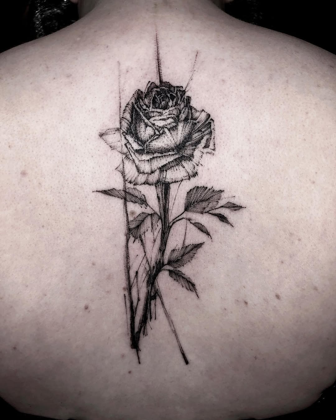 Flower, Rose, Nature
