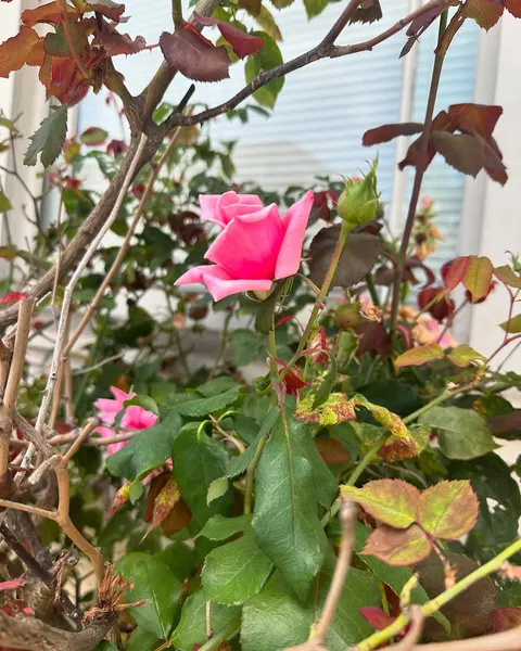 Flower, Rose, Nature