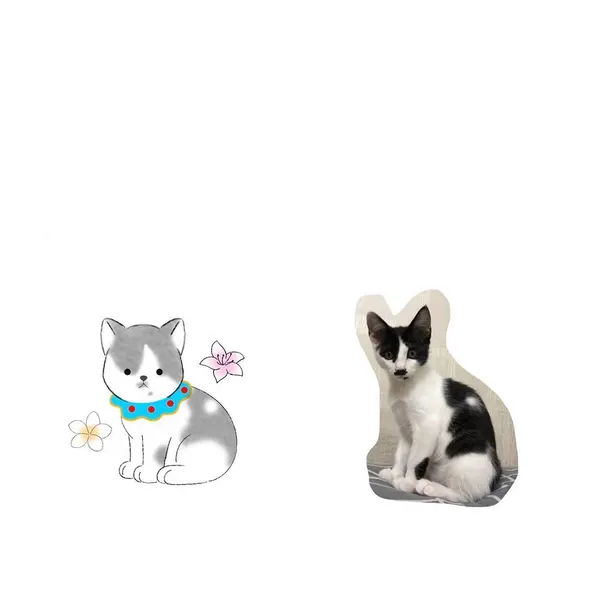Animal