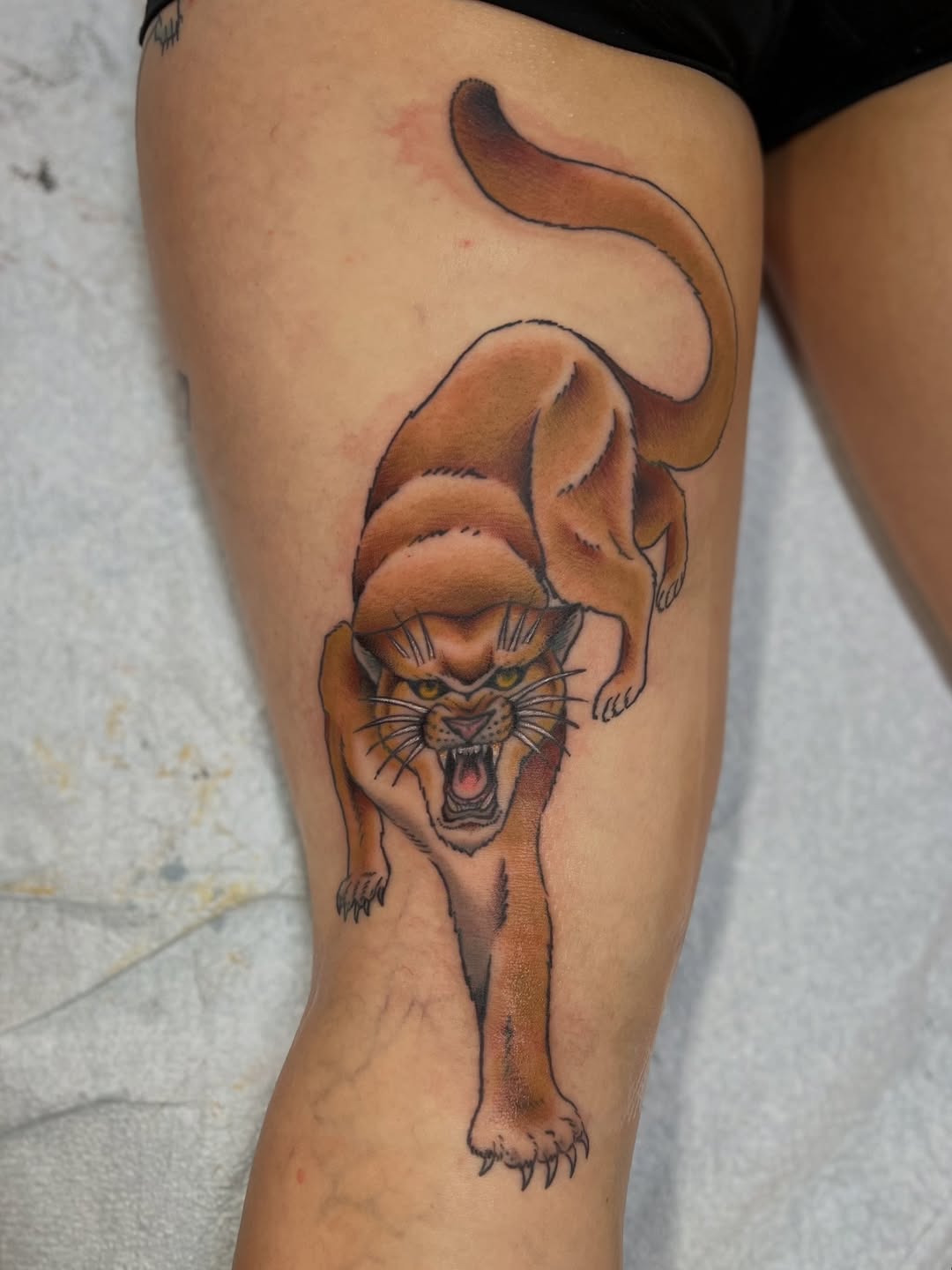 Animal